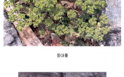 동백섬 해안의 야생초화