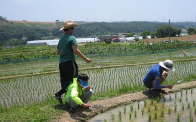 2012년6월 논꼬마농부자연학교-모내기하며 논생물친구들을 첨만났습니다.