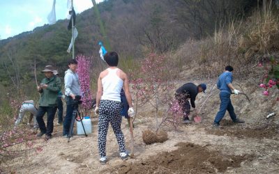 4/5(토) 꽃보다 할매, 127 꽃동산 프로젝트 : 꽃나무 심기