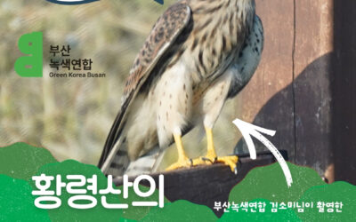 [카드뉴스]황령산에 황조롱이가 살아요! 황령산 난개발 반대!