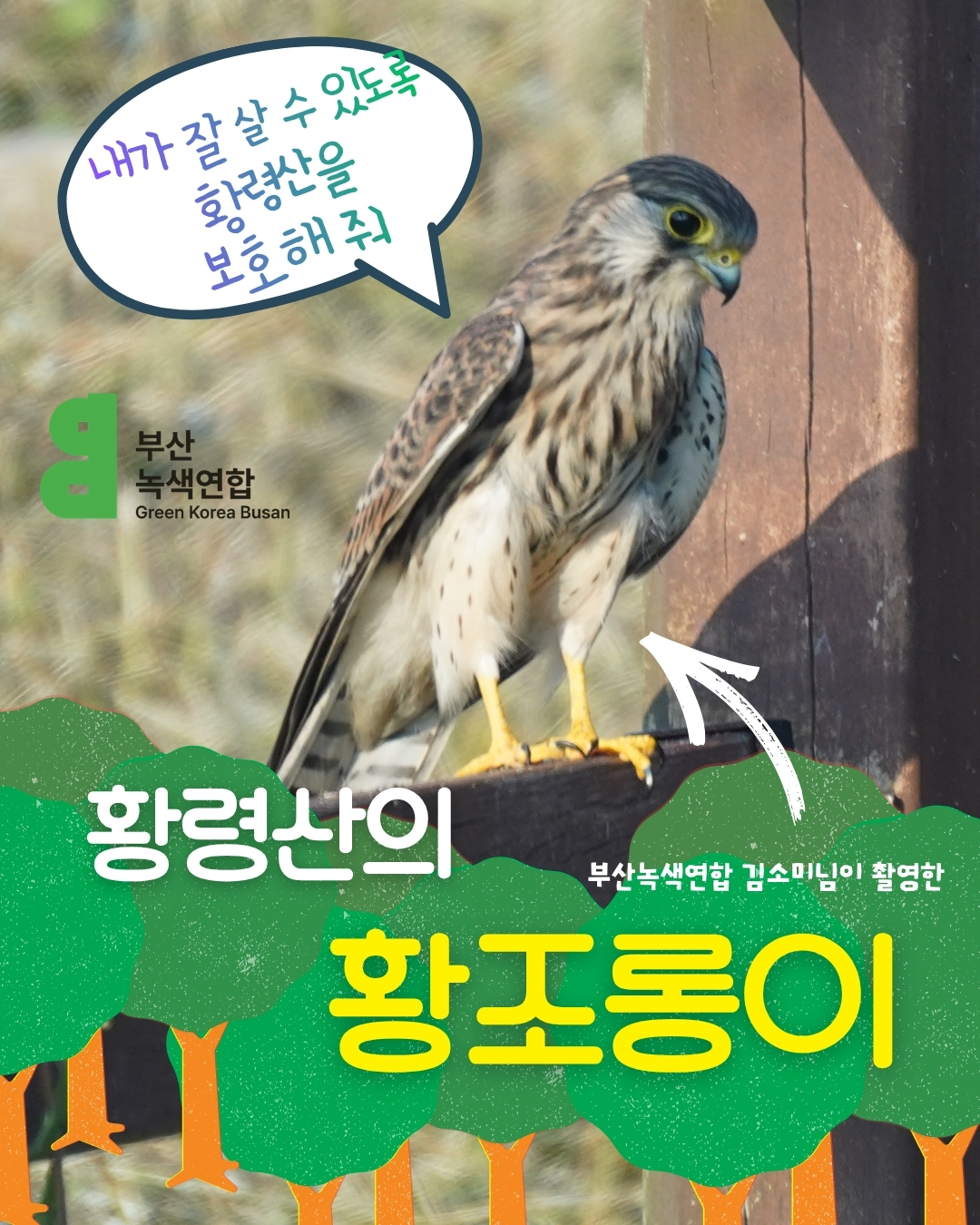 황령산황조롱이를지켜요